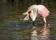 Roseatte Spoonbill-4